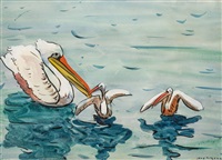 Pelicans